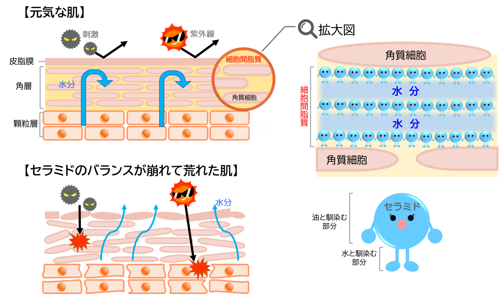 セラミドとはセラミドは肌の角質層にある細胞間脂質の主要成分!元気な肌と荒れた肌肌荒れとセラミドの関係セラミドの種類と天然ヒト型セラミド